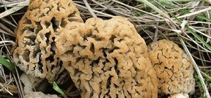 Не часто встретишь: на Полтавщине нашли необычный гриб