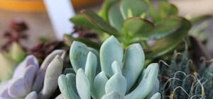 Приходите смотреть: в Киеве покажут экзотические растения и кактусы