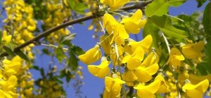 Гроздья душистые: в Одессе цветет желтая акация