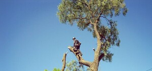 Голубу ніде сісти: у Львові заборонили обрізати деревa