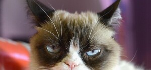 Умерла известная во всем мире кошка Grumpy Cat