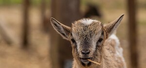 На тропе войны: соседи судятся из-за имен козлят