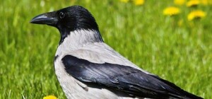 Каталась на автомобиле: в Одессе заметили ворону-экстремалку