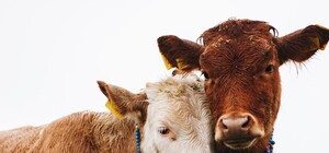 Біля Львова корова вбила жінку