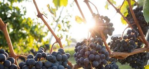 Потягло на солоденьке: у Винниках закладуть перший суспільний виноградник