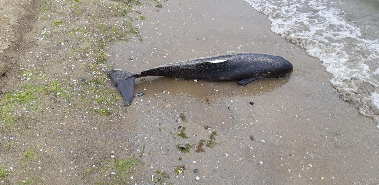 На пляже в Лузановке нашли мертвого дельфина. Фото: Ева Поляк
