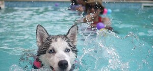 Получи ответ: когда в Симферополе очистят Даниловский пруд