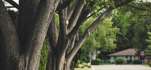 Що це означає: львівські депутати підтримали петицію проти обрізки дерев