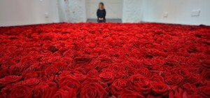 Миллион, миллион, миллион: киевлян зовут понаблюдать за цветением необычных роз