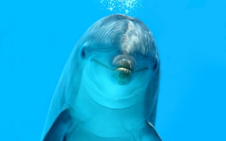 Дельфин под водой Фото: habr.com