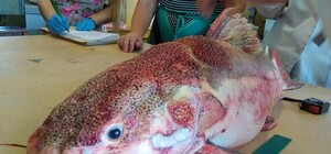 Ну хоть не пиранья: под Днепром поймали странную рыбу родом из Амазонки