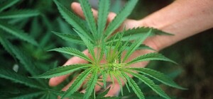 Выращивали элитную марихуану: под Запорожьем изъяли наркотиков на 70 миллионов (фото, видео)