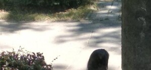 Решила проветриться: голая женщина отдыхала в центре города