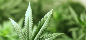 На грядке выращивал марихуану: под Запорожьем задержали любителя каннабиса