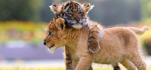 Минутка умиления: под Запорожьем львенок и тигренок переехали в собственный вольер (видео)