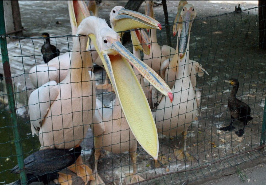 Пеликан в Одесском зоопарке Фото: Академия