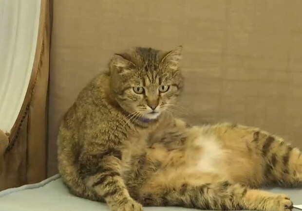 Одесский кот Кадр из видео ТСН