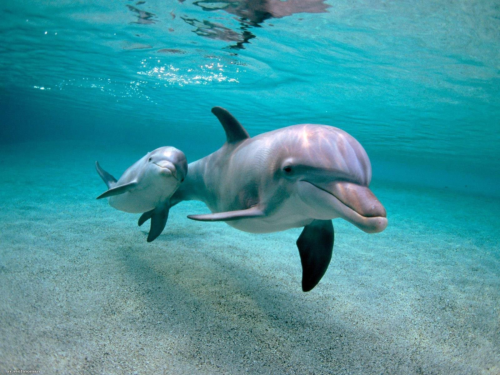 В одесском дельфинарии "Немо" пополнение