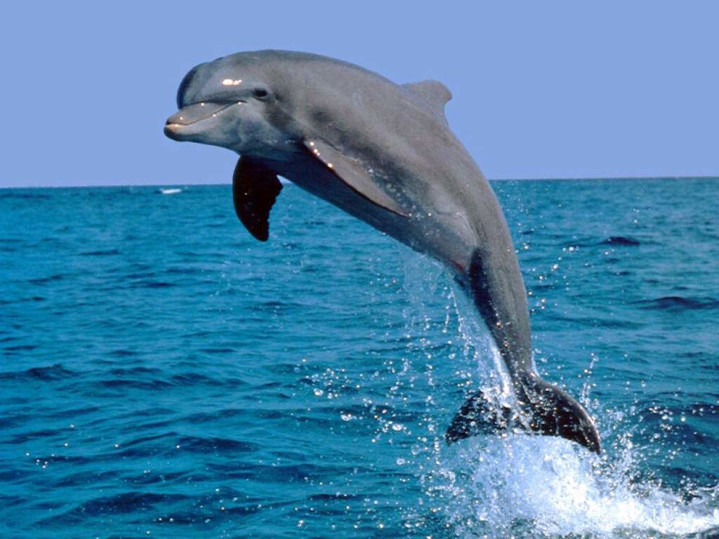 К одесскому пляжу подплыл дельфин: cмотри видео