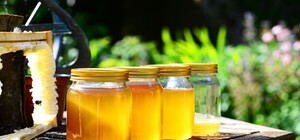 Акациевый, липовый, гречишный: в центре Харькова пройдет ярмарка меда