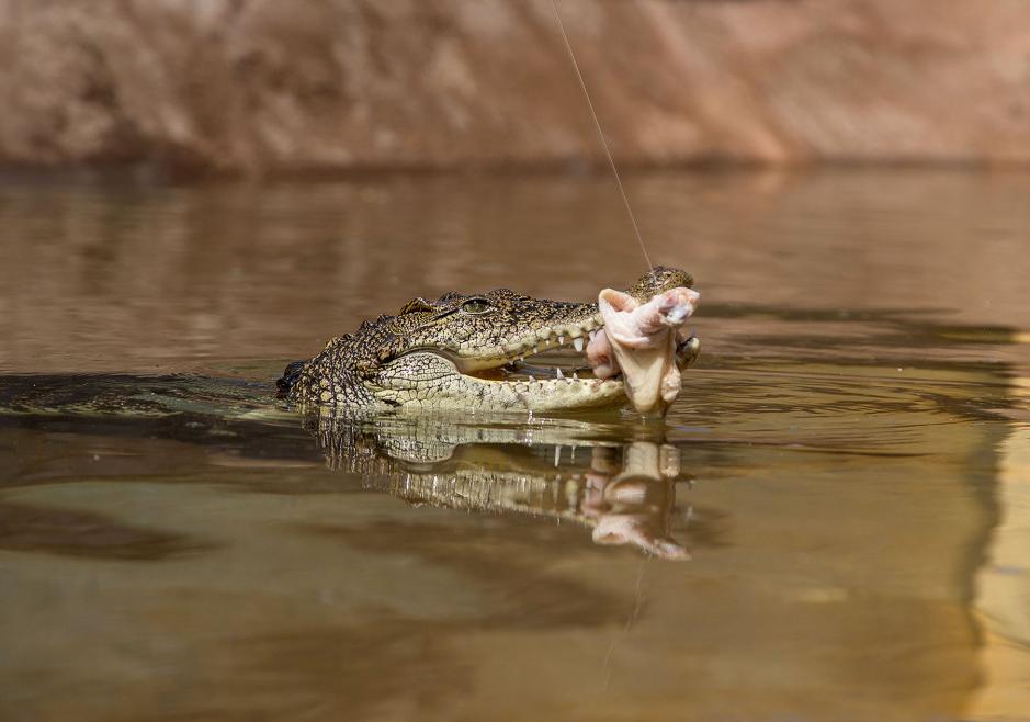  В Одессе поселилась пара нильских крокодилов . Фото Думской