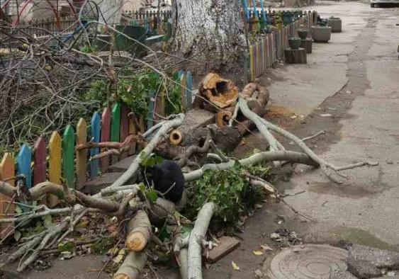 В центре Одессы упало дерево Фото: Думская