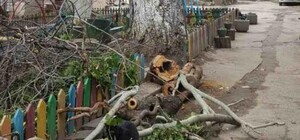 В Одессе дерево упало в метре от детей: ЧП попало на камеру видеонаблюдения