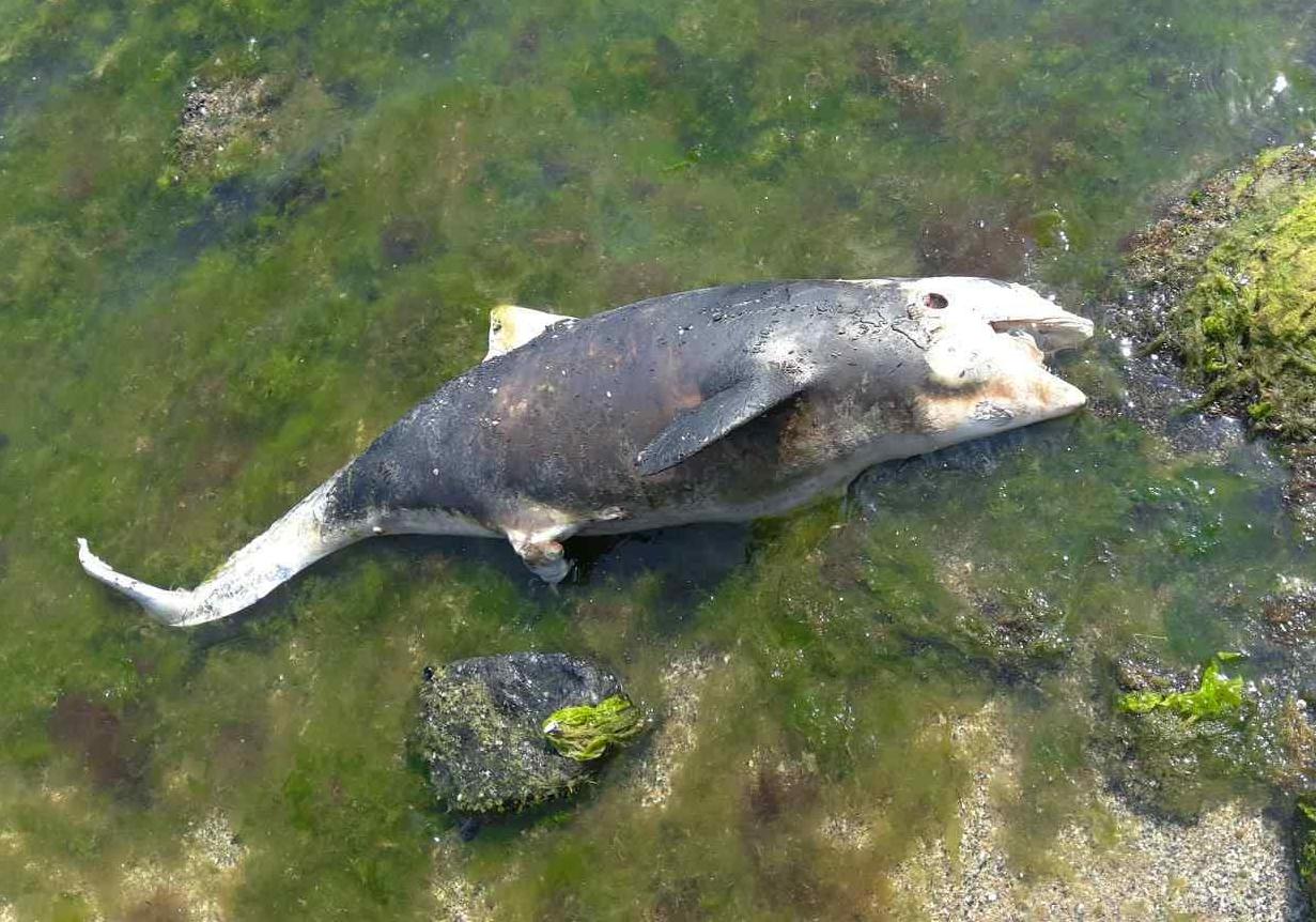 Мертвый дельфин на пляже фото: Светлана Курдвановская