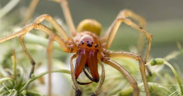 В Одесской области появился новый вид ядовитых пауков