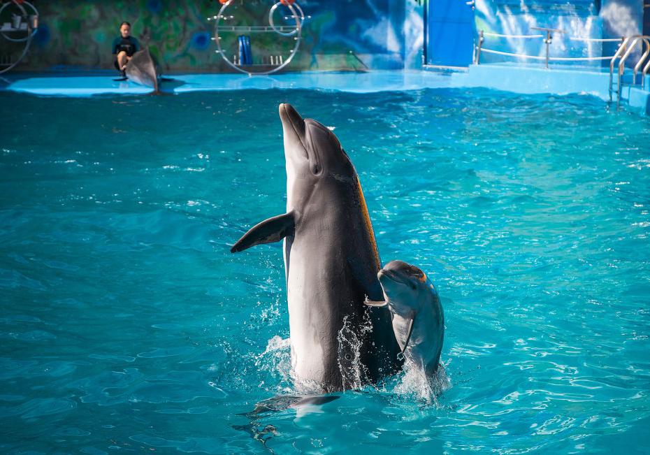 В одесском дельфинарии "Немо" снова пополнение. Фото Думской