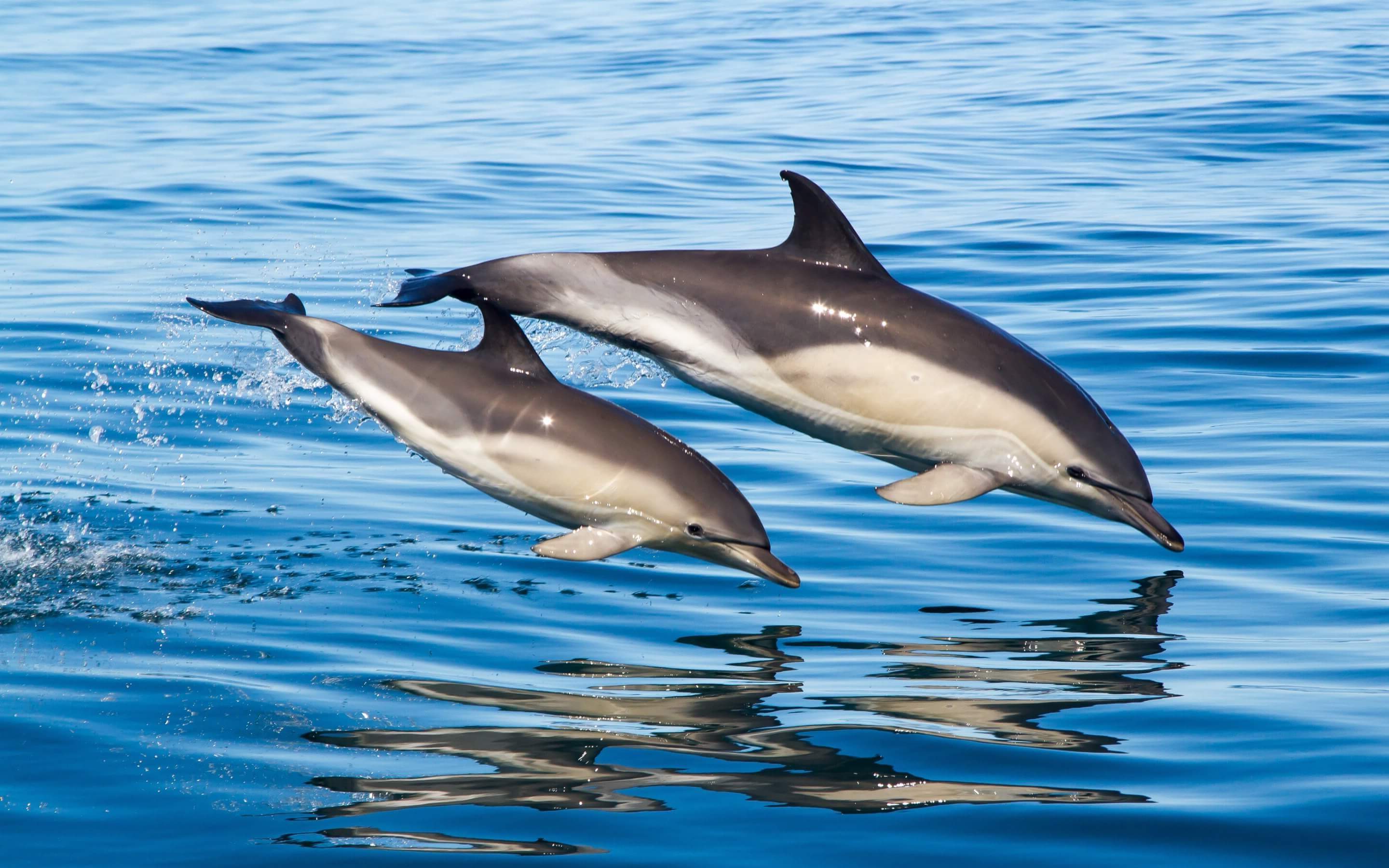 К одесскому пляжу подплыли дельфин: cмотри видео