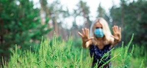 Запиши телефон: куда в Симферополе жаловаться на заросли амброзии