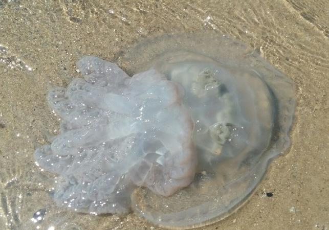 Побережье Черного моря усыпано медузами. Фото: Град