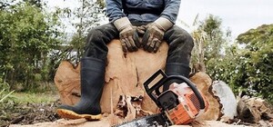 Убытков — 24 миллиона: вырубку лесов под Харьковом расследует Госбюро