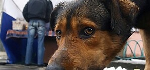 В столице уже некуда деваться от бродячих собак