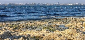 Экологическое бедствие в Лузановке: на пляжах по-прежнему вонь и водоросли