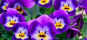 Не пропусти: киевлян зовут на осеннюю выставку фиалок