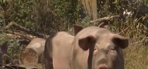 Внимание, розыск: на Полтавщине ищут собственника беспризорных свиней