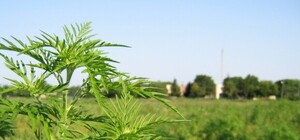 Аллергикам лучше не ехать: под Одессой ввели карантин на 5 лет из-за полей амброзии