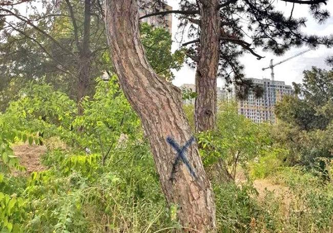 На Гагаринском плато могут срубить еще десятки деревьев Фото: Наталья Невинская