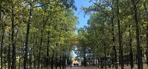 История и новые развлечения: 6 идей, чем заняться в парке Мемориал 411-й батареи