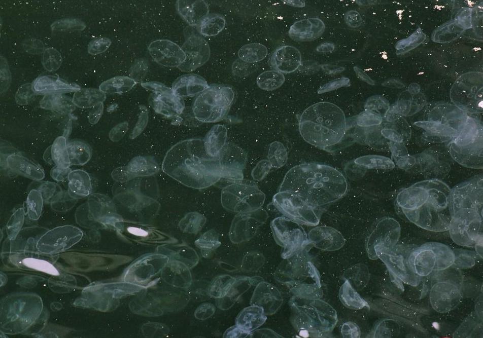 На одесском Морвокзале нашествие медуз. Фото Пушкинской