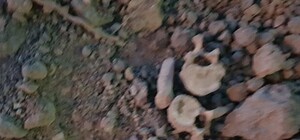 Ужасная находка: в центре Симферополя раскопали человеческие останки