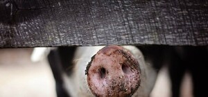 Африканская чума: на свиноферме под Запорожьем сожгли 3500 животных