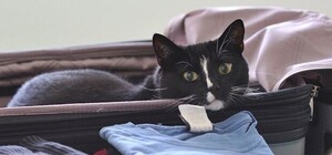 Встигни придбати: ірландський лоукостер оголосив розпродаж квитків зі Львова