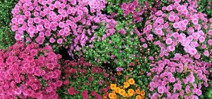 В Одессе проходит фестиваль хризантем: смотри, как это красиво