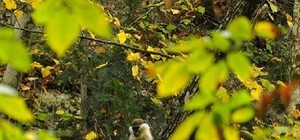 Вот так встреча: туристы заметили обезьяну в Большом Каньоне Крыма