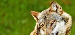 Быть или не быть: появится ли мурал с волком на Калиновой