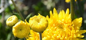 Покажут почти 500 сортов хризантем: когда в Никите начнется выставка хризантем