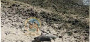 Печальная находка: на одесском побережье заметили мертвого дельфина